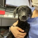 더조은동물의료센터 이미지