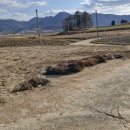 삼산면-2 이미지