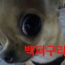 밈