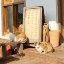 벼레별씨 | 제주 여행 - 사계리 사진관, 카페 벼레별씨 방문 후기 (다들 꼭꼭 가보길 추천하는 곳♡)