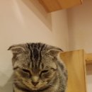 꽁냥꽁냥캣 이미지