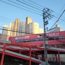 우림멋쟁이