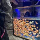 아라마루 이미지