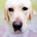 죽전예담동물병원 이미지