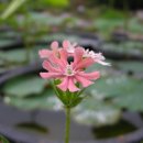 행복을주는꽃 이미지