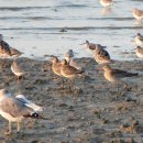 아산만의 큰부리도요(Asian dowitcher) 이미지