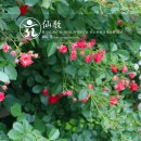 선기로1-5 이미지