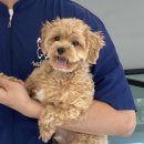 커들리독 이미지