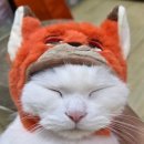 덴탈랜드 | 상해 쇼핑천국 미니소 : 미니소핑크,미니소랜드 쇼핑 후기