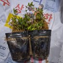 윤미용실 Daum카페