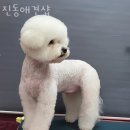 진동애견