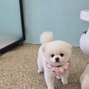 개이쁘댕 이미지