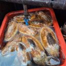 해원호 | 요즘 가장 핫 ~ 한 신진도갑오징어낚시!