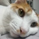 대호소매 이미지