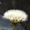 민들레홀씨 이미지