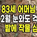 비오기전 텃밭 할일! 파종하기 좋은날씨에 방울무씨앗 심기, 돼지감자 파종, 아피오스 싹틔우기 이미지