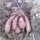 다산농장 2 이미지