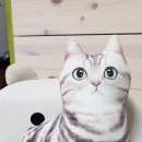 꼬매고다리고