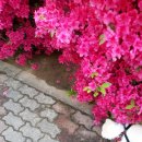 개나리봄약국 이미지