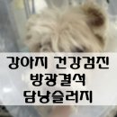 라온동물병원 | 해방촌 동물병원:강아지 건강검진 후기, 강아지 건강검진 방광결석 및 담낭슬러지 진단, 용산구 라온...