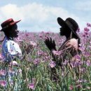 칼라퍼플 이미지