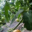 다솜이네 이미지