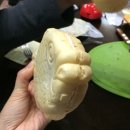 달달붕어 이미지