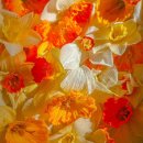 유자세럼 써보고 싶은분? 이미지