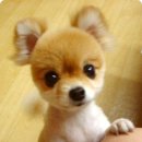 이쁜강아지 이미지