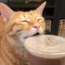 츄르한입 이미지