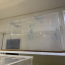 햄스터 분양 로던트 클럽 충남점 이미지