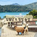일일 | 타이중 근교 여행｜일월담 &amp; 칭징농장 KKDAY 일일투어 후기