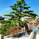 소나무디자인 티스토리