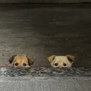 NR-3[평화로]-하-30 | 난 너랑 있는게 제일 좋아