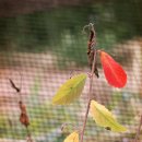 임진강목장 이미지