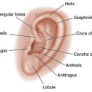 진해독일보청기 이미지
