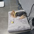 루이앤코코 이미지