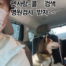 펫사랑 콜 이미지