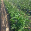 의주농장 이미지