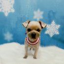 복실애견 이미지