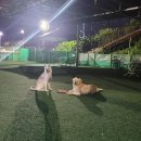 애견운동공원 이미지