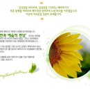 태백해바라기축제 이미지