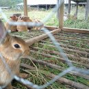 The Wannabe Homesteader - 토끼고기가 재난대비 식품으로 적정한가....에 대한 재고(再考) 이미지