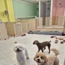 피카디리 애견호텔 이미지