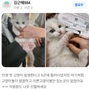 블루랙돌 | 랙돌 블루바이 냥이 분양후기♥