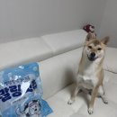 덴탈링크 | 강아지 덴탈껌 추천 솔직후기