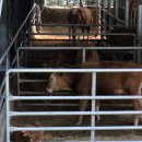 제내농장 이미지