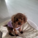 권선3공원 | [수원 강아지 산책코스] 초록길→권선중앙공원 한 바퀴｜선선한 날, 미용한 초코의 눈빛 외출 (후기)