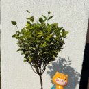 황금초등병설 네이버블로그