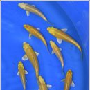 안성비단잉어 이미지